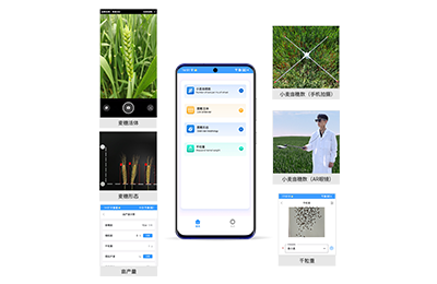 石家庄市小麦亩穗数分析仪IN-XM02